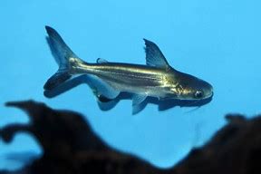 Pangasius sanitwongsei (Paroon Shark) — Seriously .